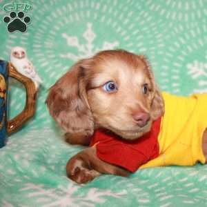 Frankie Blue eyes, Dachshund Puppy